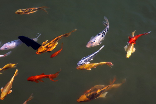 景觀魚池水處理設備--你要知道的景觀水處理系統(tǒng)的常見問題！